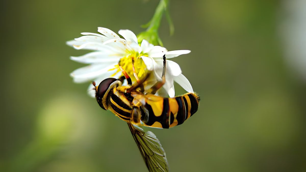 A captivating close-up of a hoverfly on a white flower in De Pere, Wisconsin.